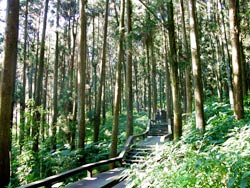 Taiwan Fir Tree Forest Trail