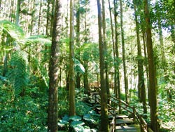 Taiwan Fir Tree Forest Trail