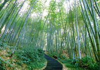 Bamboo Slope (Chuei Ju Po)
