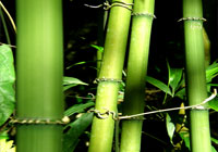 Square Bamboo Forest (Chimonobambusa Quadrangularis)